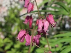 Zwergige Herzblume 'Bacchanal' -Günstiges Erd Seele Geschäft zwergige herzblume bacchanal m058386 w 5