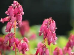 Zwergige Herzblume 'Luxuriant' -Günstiges Erd Seele Geschäft zwergige herzblume luxuriant m074211 w 0