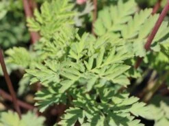 Zwergige Herzblume 'Luxuriant' -Günstiges Erd Seele Geschäft zwergige herzblume luxuriant m074211 w 1