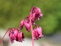 Zwergige Herzblume 'Luxuriant' -Günstiges Erd Seele Geschäft zwergige herzblume luxuriant m074211 w 2