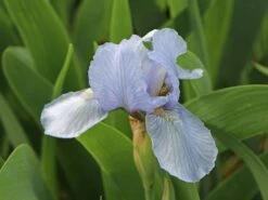 Zwergige Schwertlilie 'Blue Denim' -Günstiges Erd Seele Geschäft zwergige schwertlilie blue denim m059224 w 0