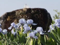 Zwergige Schwertlilie 'Blue Denim' -Günstiges Erd Seele Geschäft zwergige schwertlilie blue denim m059224 w 1