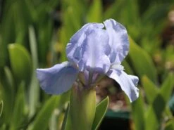 Zwergige Schwertlilie 'Blue Denim' -Günstiges Erd Seele Geschäft zwergige schwertlilie blue denim m059224 w 3