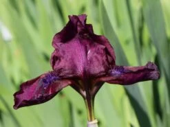 Zwergige Schwertlilie 'Cherry Garden' -Günstiges Erd Seele Geschäft zwergige schwertlilie cherry garden m044863 w 0