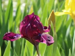 Zwergige Schwertlilie 'Cherry Garden' -Günstiges Erd Seele Geschäft zwergige schwertlilie cherry garden m044863 w 1