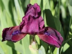 Zwergige Schwertlilie 'Cherry Garden' -Günstiges Erd Seele Geschäft zwergige schwertlilie cherry garden m044863 w 2