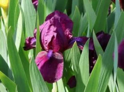 Zwergige Schwertlilie 'Cherry Garden' -Günstiges Erd Seele Geschäft zwergige schwertlilie cherry garden m044863 w 3