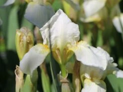 Zwergige Schwertlilie 'Die Braut'