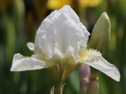 Zwergige Schwertlilie 'Die Braut' -Günstiges Erd Seele Geschäft zwergige schwertlilie die braut m079930 w 3