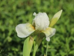 Zwergige Schwertlilie 'Die Braut' -Günstiges Erd Seele Geschäft zwergige schwertlilie die braut m079930 w 6