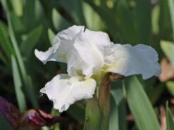 Zwergige Schwertlilie 'Schwanensee' -Günstiges Erd Seele Geschäft zwergige schwertlilie schwanensee m083878 w 0