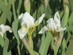 Zwergige Schwertlilie 'Schwanensee' -Günstiges Erd Seele Geschäft zwergige schwertlilie schwanensee m083878 w 1