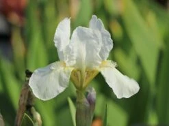 Zwergige Schwertlilie 'Schwanensee' -Günstiges Erd Seele Geschäft zwergige schwertlilie schwanensee m083878 w 2