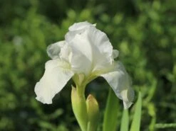 Zwergige Schwertlilie 'Schwanensee' -Günstiges Erd Seele Geschäft zwergige schwertlilie schwanensee m083878 w 3