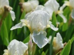 Zwergige Schwertlilie 'Schwanensee' -Günstiges Erd Seele Geschäft zwergige schwertlilie schwanensee m083878 w 5