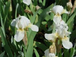 Zwergige Schwertlilie 'Schwanensee' -Günstiges Erd Seele Geschäft zwergige schwertlilie schwanensee m083878 w 6