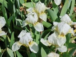 Zwergige Schwertlilie 'Schwanensee' -Günstiges Erd Seele Geschäft zwergige schwertlilie schwanensee m083878 w 7