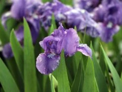 Zwergige Schwertlilie 'Truly'