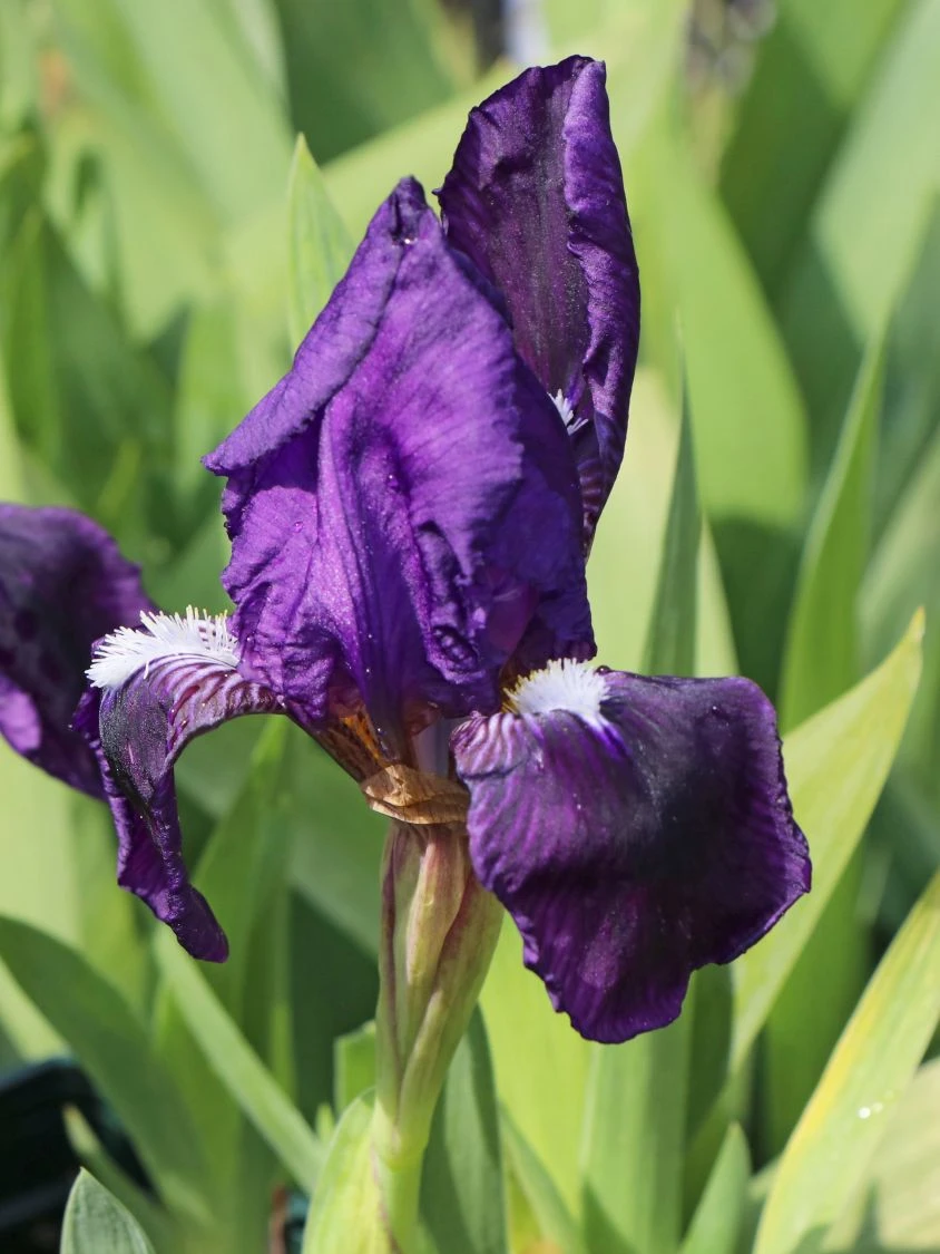 Zwergige Schwertlilie 'Truly' 4 Zwergige Schwertlilie 'Truly' – Bild 2