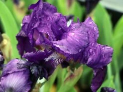 Zwergige Schwertlilie 'Truly' 7 Zwergige Schwertlilie 'Truly' -Günstiges Erd Seele Geschäft zwergige schwertlilie truly m059248 w 1