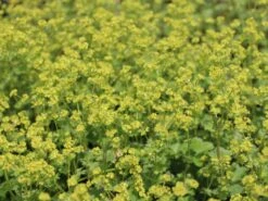 Zwergiger Frauenmantel -Günstiges Erd Seele Geschäft zwergiger frauenmantel m076401 w 0