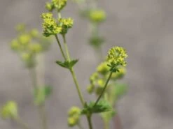 Zwergiger Frauenmantel -Günstiges Erd Seele Geschäft zwergiger frauenmantel m076401 w 1