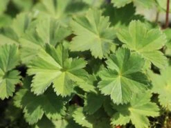 Zwergiger Frauenmantel -Günstiges Erd Seele Geschäft zwergiger frauenmantel m076401 w 2