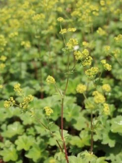 Zwergiger Frauenmantel -Günstiges Erd Seele Geschäft zwergiger frauenmantel m076401 w 3