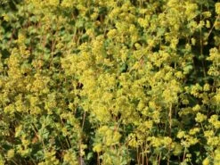 Zwergiger Frauenmantel -Günstiges Erd Seele Geschäft zwergiger frauenmantel m076401 w 4