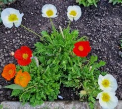 Zwergiger Island Mohn 'Gartenzwerg' -Günstiges Erd Seele Geschäft zwergiger island mohn gartenzwerg m012451 1359837 0