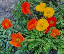 Zwergiger Island Mohn 'Gartenzwerg' -Günstiges Erd Seele Geschäft zwergiger island mohn gartenzwerg m012451 1359837 1