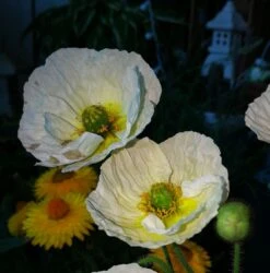 Zwergiger Island Mohn 'Gartenzwerg' -Günstiges Erd Seele Geschäft zwergiger island mohn gartenzwerg m012451 655185 0