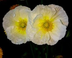 Zwergiger Island Mohn 'Gartenzwerg' -Günstiges Erd Seele Geschäft zwergiger island mohn gartenzwerg m012451 655185 1