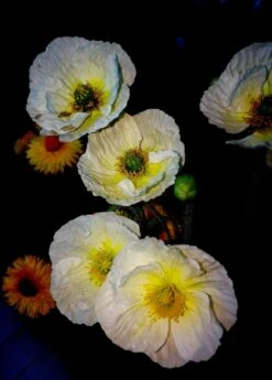 Zwergiger Island Mohn 'Gartenzwerg' -Günstiges Erd Seele Geschäft zwergiger island mohn gartenzwerg m012451 655185 2