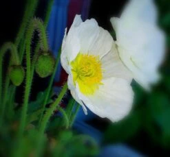 Zwergiger Island Mohn 'Gartenzwerg' -Günstiges Erd Seele Geschäft zwergiger island mohn gartenzwerg m012451 655185 3