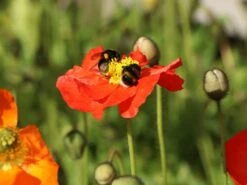 Zwergiger Island Mohn 'Gartenzwerg' -Günstiges Erd Seele Geschäft zwergiger island mohn gartenzwerg m012451 w 1
