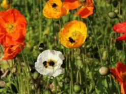 Zwergiger Island Mohn 'Gartenzwerg' -Günstiges Erd Seele Geschäft zwergiger island mohn gartenzwerg m012451 w 2