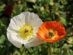 Zwergiger Island Mohn 'Gartenzwerg' -Günstiges Erd Seele Geschäft zwergiger island mohn gartenzwerg m012451 w 3