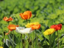 Zwergiger Island Mohn 'Gartenzwerg' -Günstiges Erd Seele Geschäft zwergiger island mohn gartenzwerg m012451 w 4
