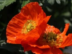 Zwergiger Island Mohn 'Gartenzwerg' -Günstiges Erd Seele Geschäft zwergiger island mohn gartenzwerg m012451 w 5