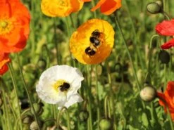 Zwergiger Island Mohn 'Gartenzwerg' -Günstiges Erd Seele Geschäft zwergiger island mohn gartenzwerg m012451 w 7