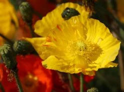 Zwergiger Island Mohn 'Gartenzwerg' -Günstiges Erd Seele Geschäft zwergiger island mohn gartenzwerg m012451 w 8