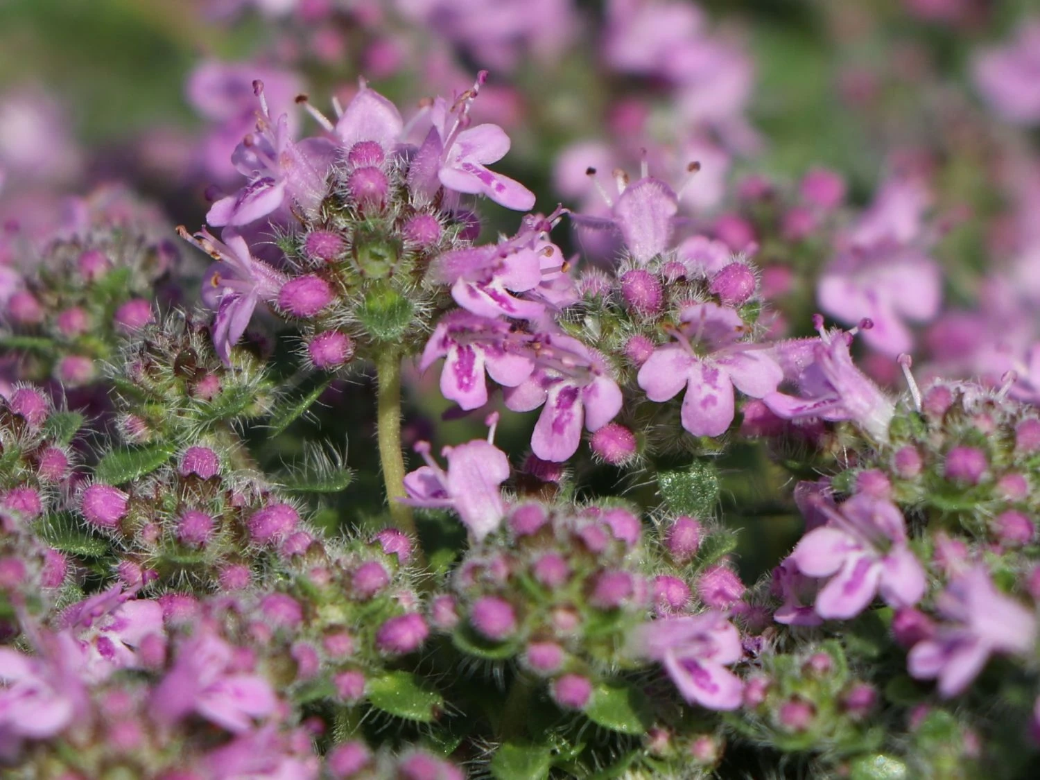 Zwergiger-Thymian 'Minor' 3 Zwergiger-Thymian 'Minor'