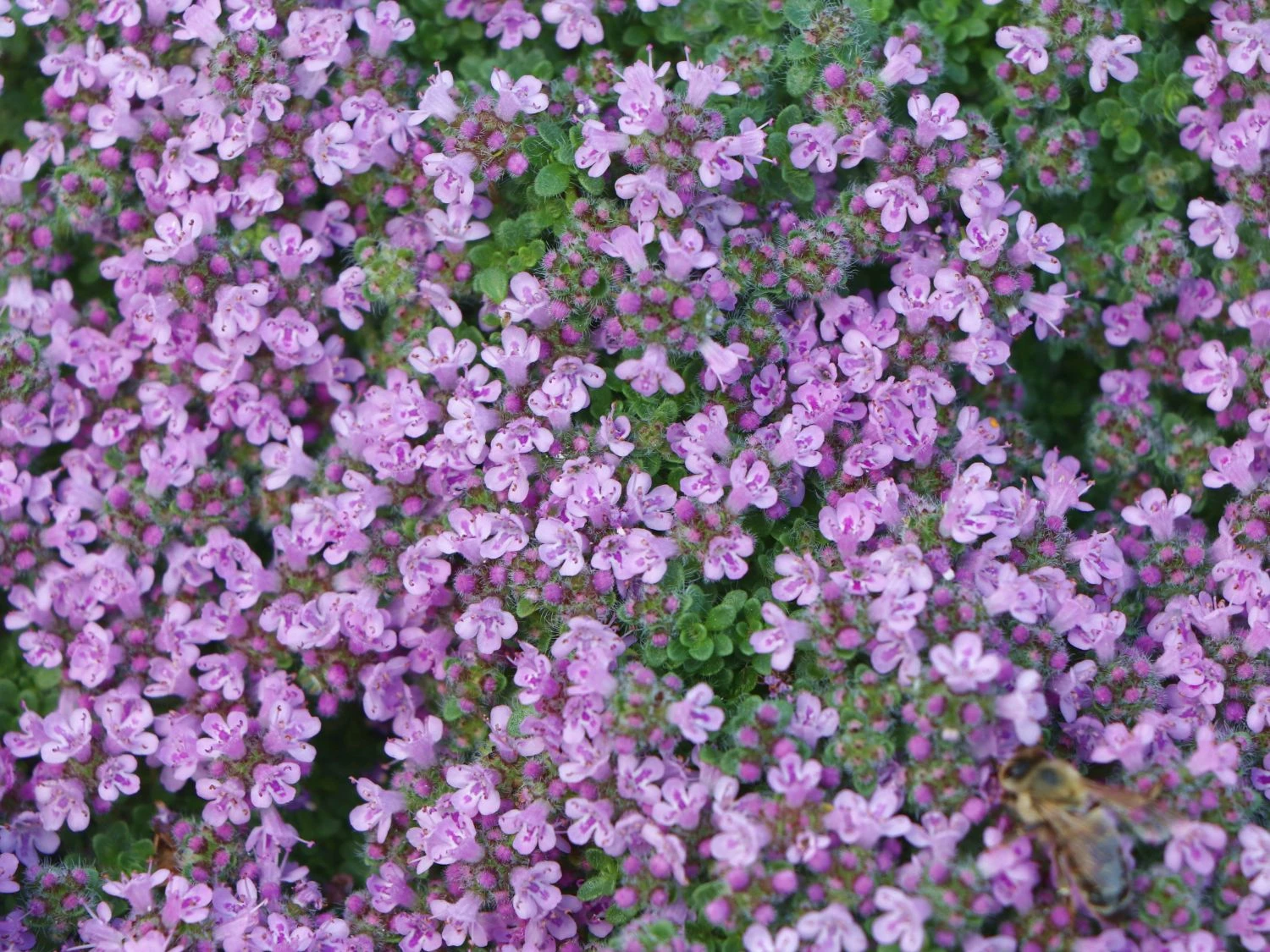 Zwergiger-Thymian 'Minor' 6 Zwergiger-Thymian 'Minor' – Bild 4