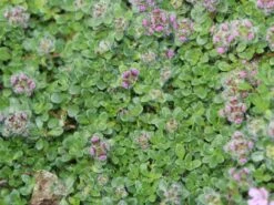 Zwergiger-Thymian 'Minor' 14 Zwergiger-Thymian 'Minor' -Günstiges Erd Seele Geschäft zwergiger thymian minor m011280 w 1