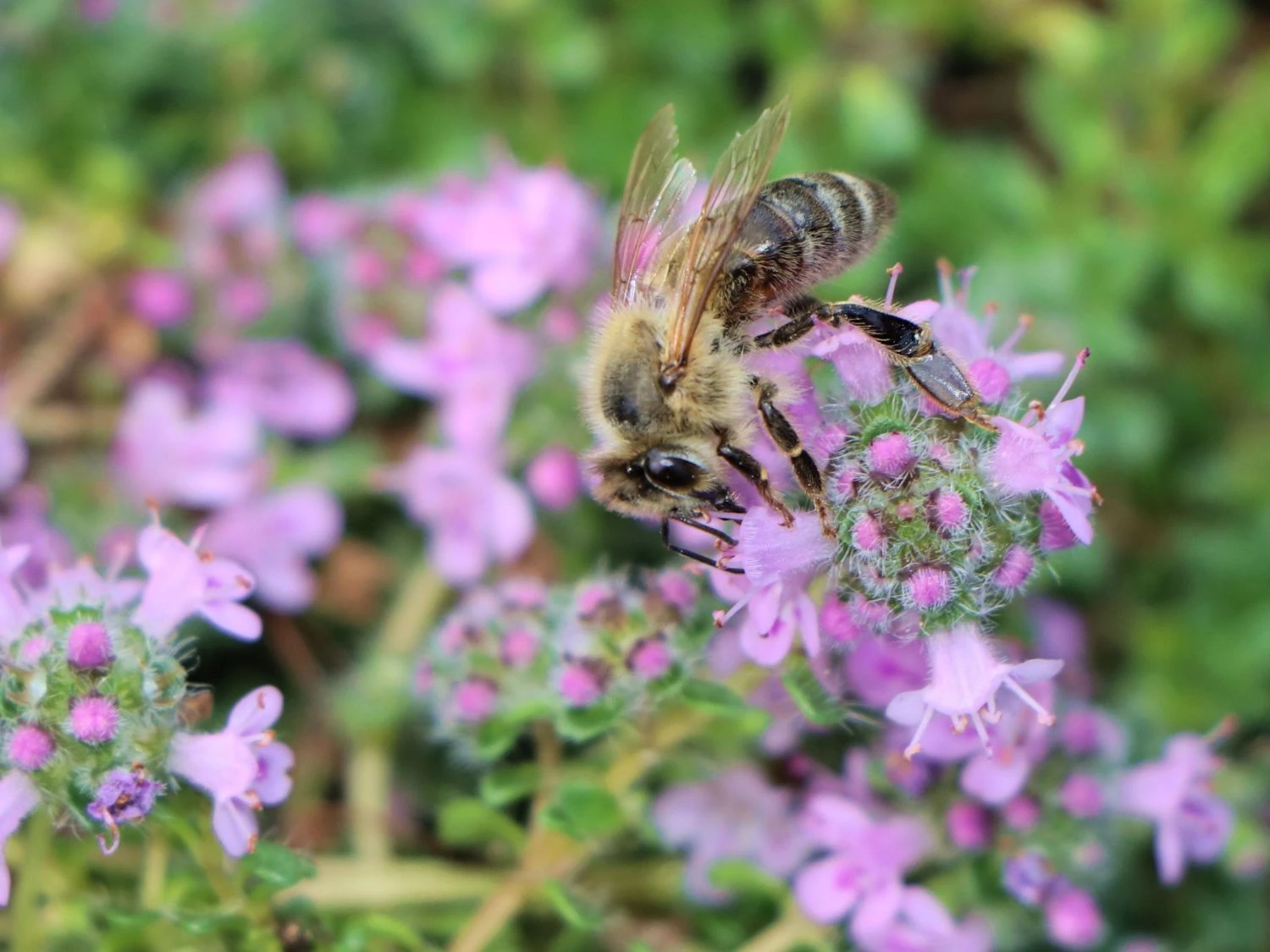 Zwergiger-Thymian 'Minor' 4 Zwergiger-Thymian 'Minor' – Bild 2