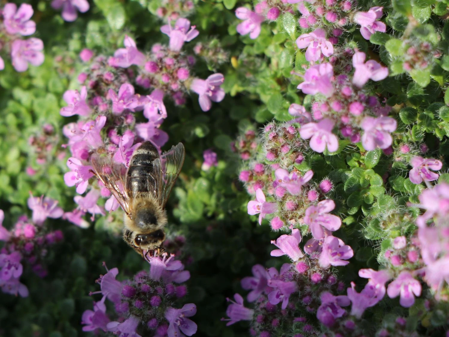 Zwergiger-Thymian 'Minor' 7 Zwergiger-Thymian 'Minor' – Bild 5