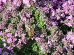 Zwergiger-Thymian 'Minor' 19 Zwergiger-Thymian 'Minor' -Günstiges Erd Seele Geschäft zwergiger thymian minor m011280 w 4