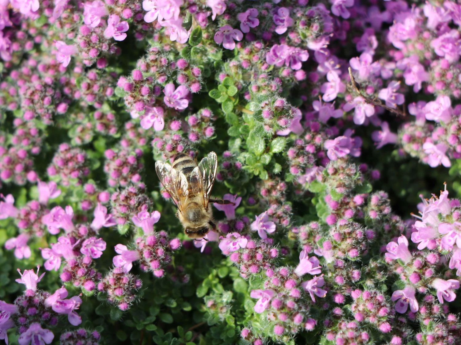 Zwergiger-Thymian 'Minor' 10 Zwergiger-Thymian 'Minor' – Bild 8