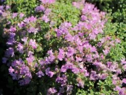 Zwergiger-Thymian 'Minor' 18 Zwergiger-Thymian 'Minor' -Günstiges Erd Seele Geschäft zwergiger thymian minor m011280 w 5